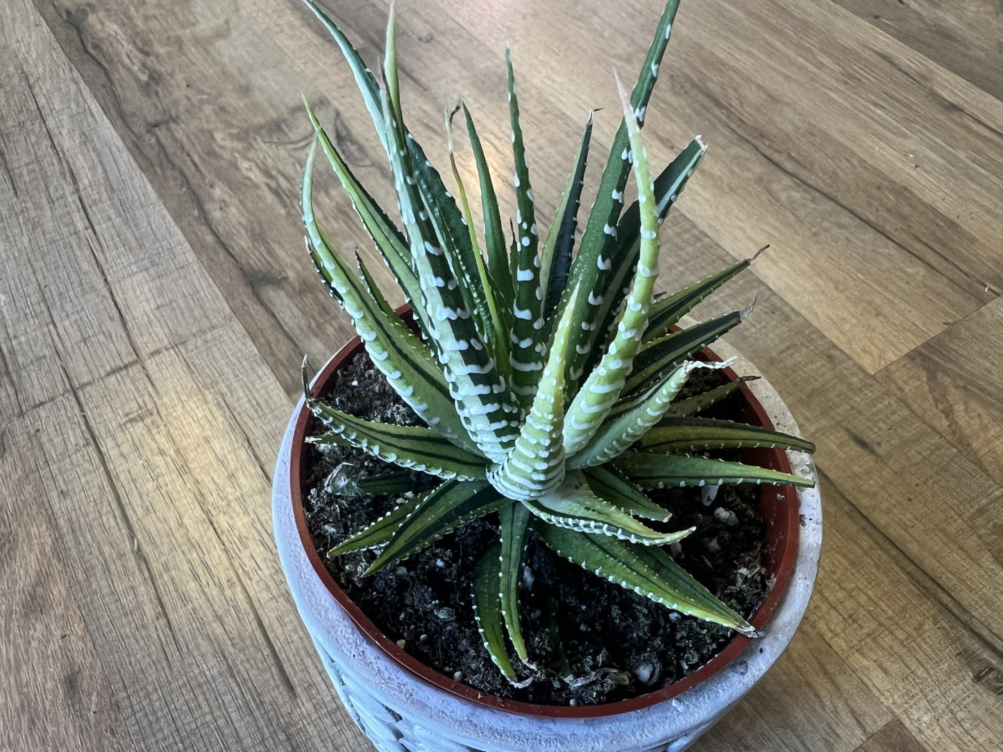 Haworthia attenuata 'Zebra varigata’