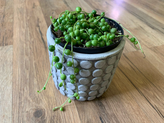 Senecio rowleyanus 'String of Pearls'