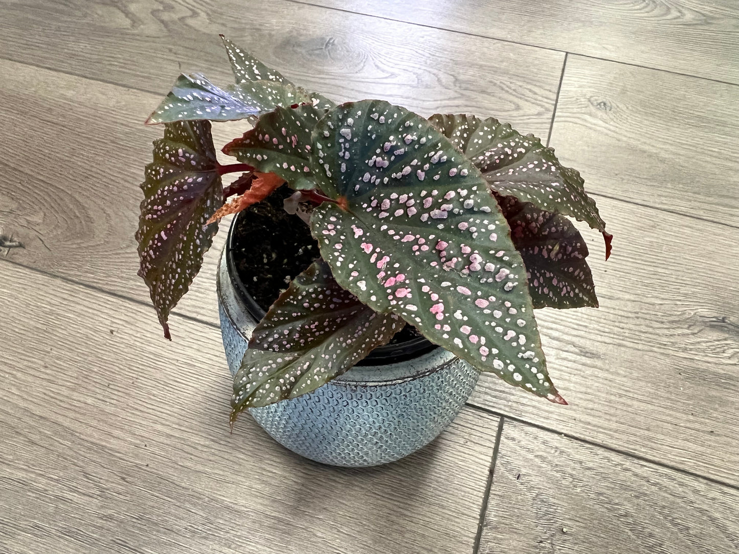 Angel Wing Begonia 'Maculata Pink Spot'