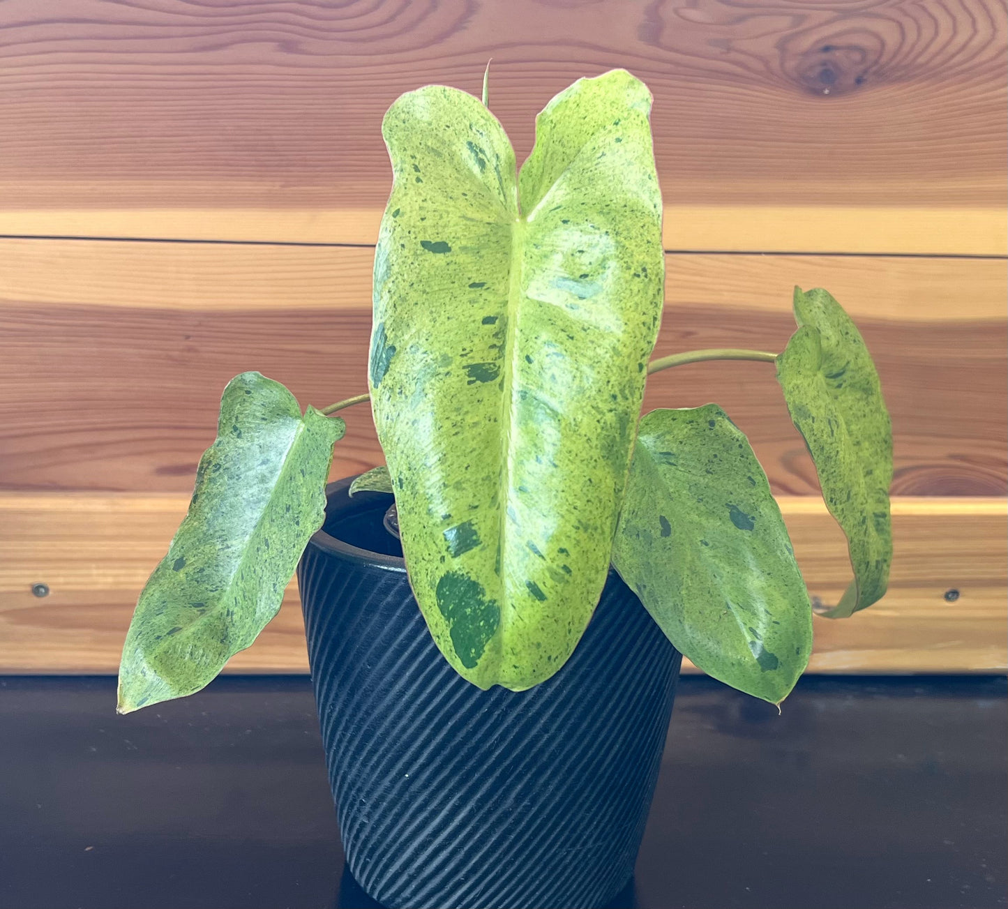 Philodendron 'Paraiso Verde'