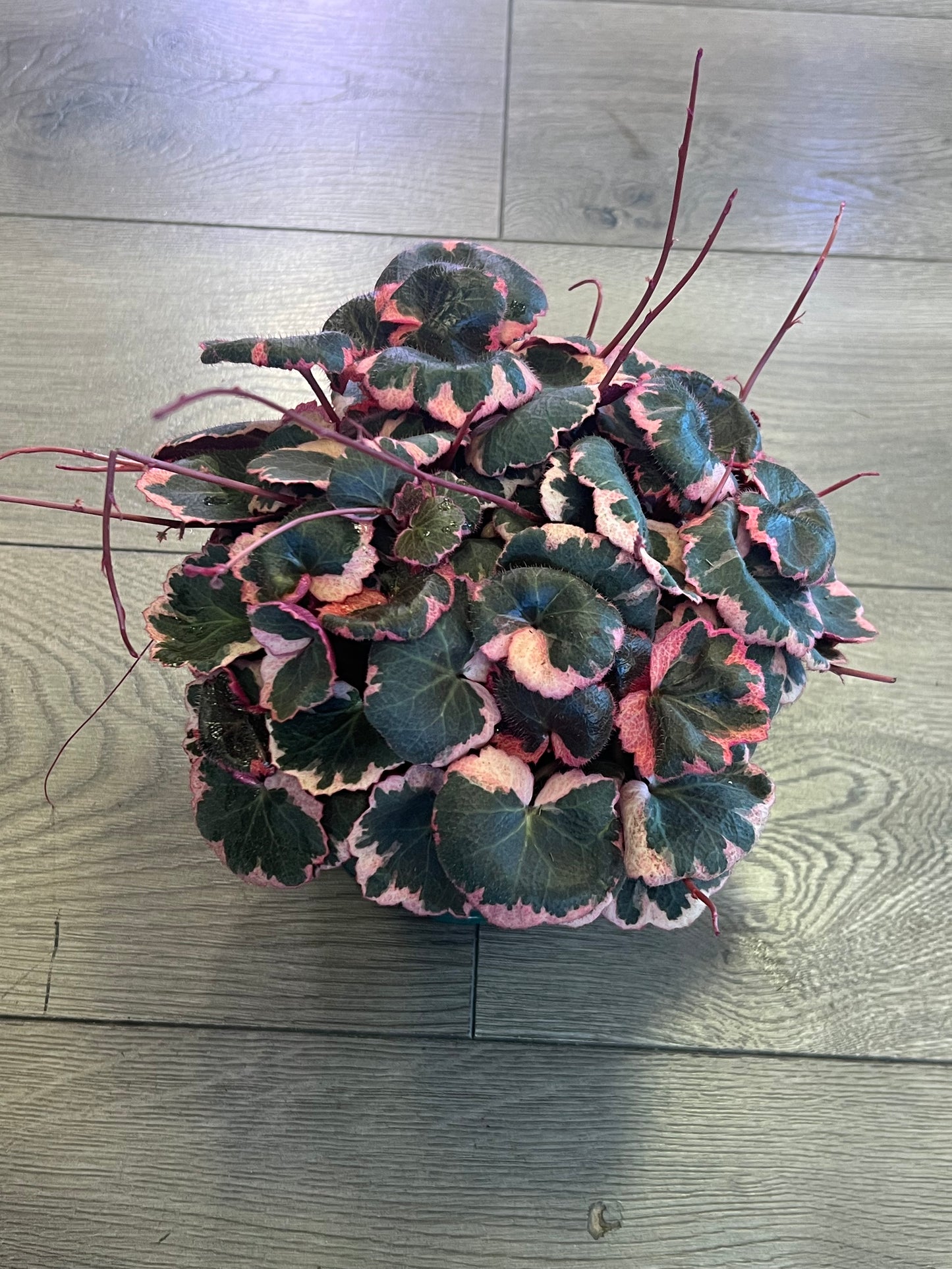 Saxifraga stolonifera 'Strawberry Begonia Varigated'