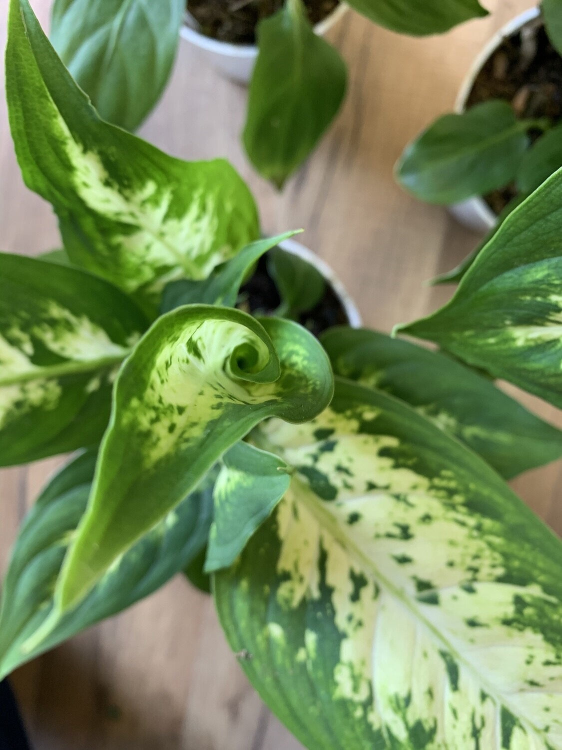 Dieffenbachia 'Tropic Snow'