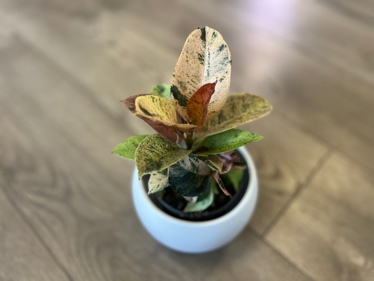 Ficus elastica 'Shivereana'