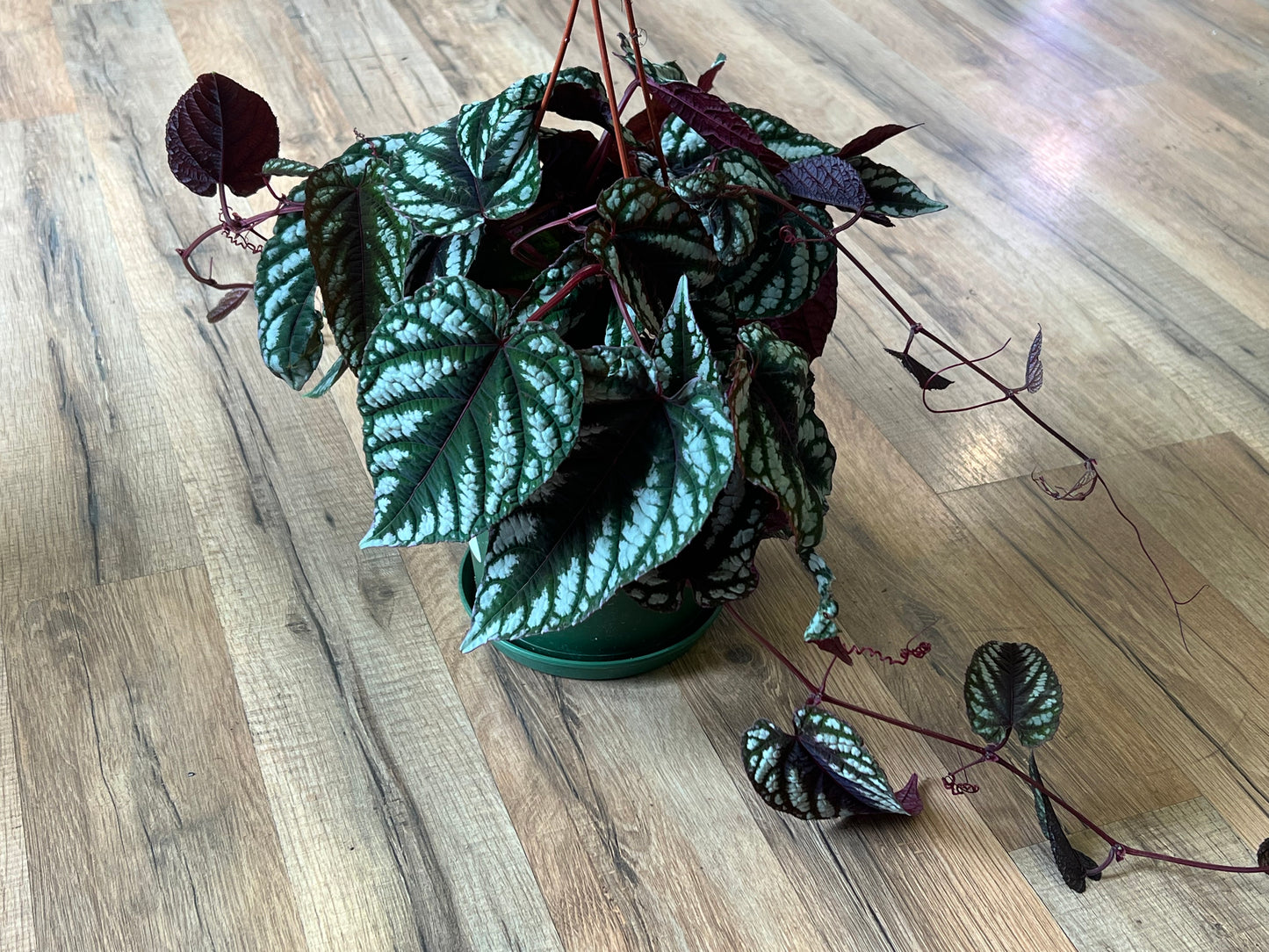 Cissus javana 'Begonia Vine'