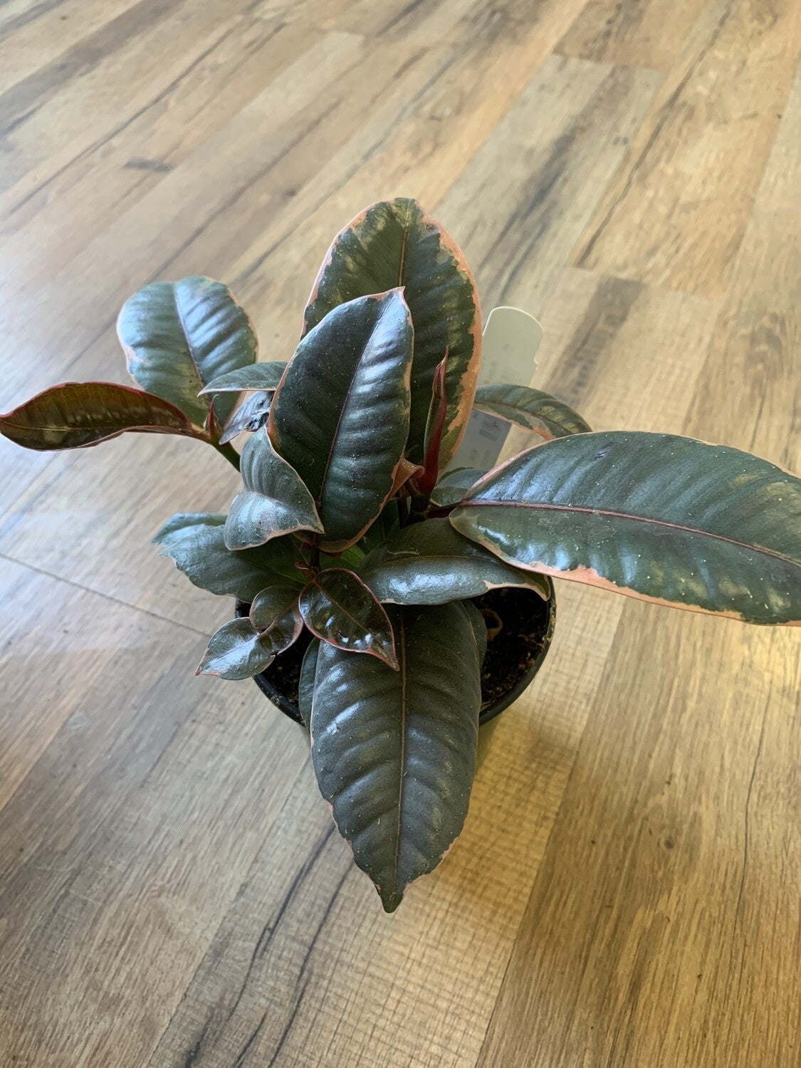 Ficus elastica 'Ruby Rubber tree'
