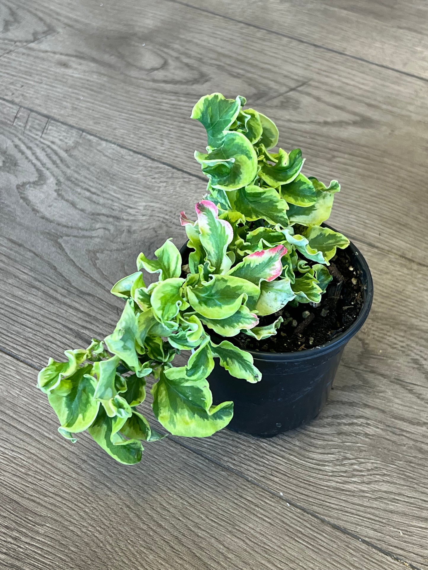 Pedilanthus tithymaloides 'Devil's Backbone curly pink'