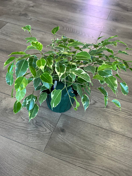 Ficus Benjamin