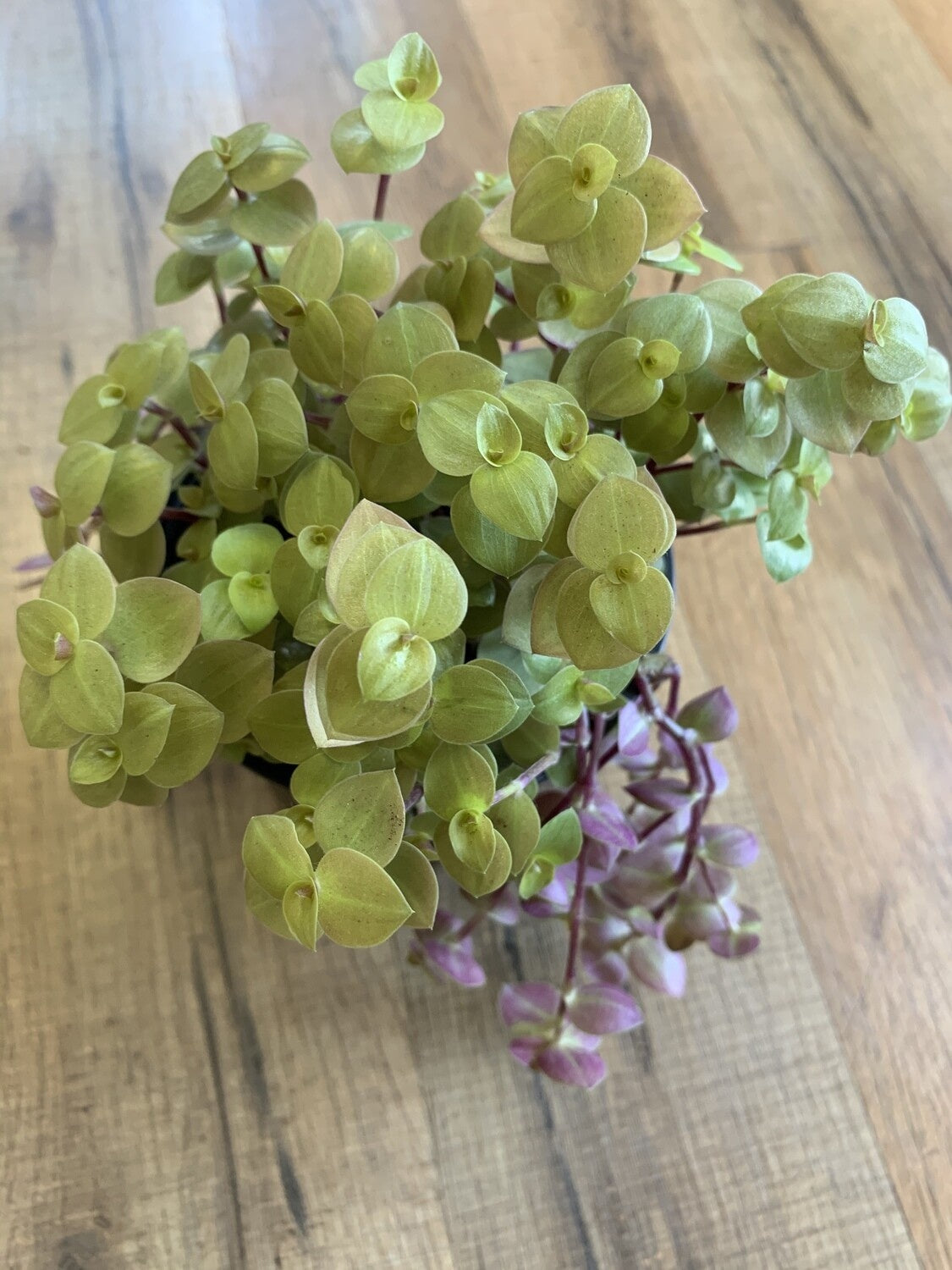 callisia repens 'Turtle Vine'