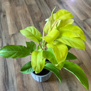 Philodendron 'Golden Goddess'