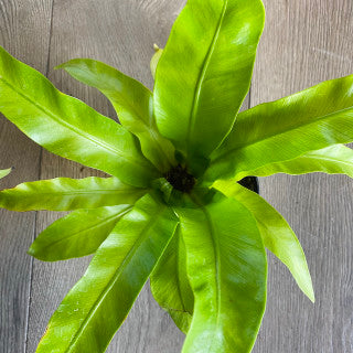 Asplenium antique 'Hurricane Birds nest fern'