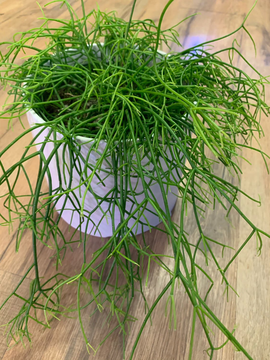 Rhipsalis baccifera 'Mistletoe Cactus'