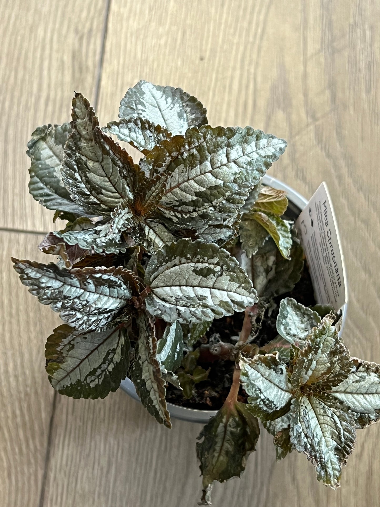 Pilea spruceana ‘Silver tree’
