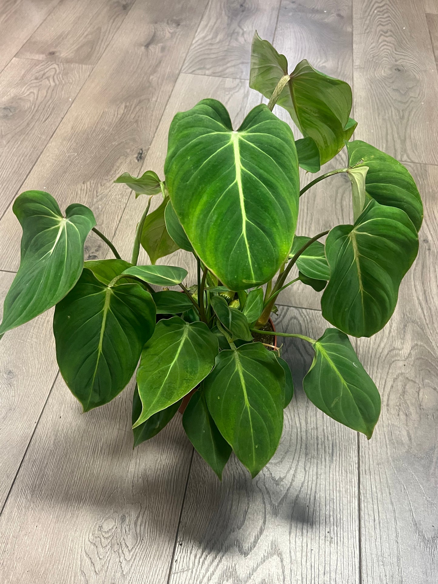 Philodendron 'Gloriosum'