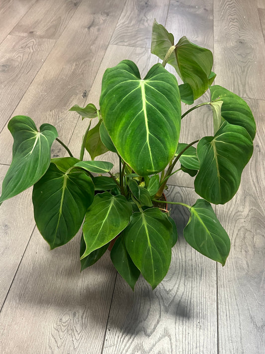 Philodendron 'Gloriosum'