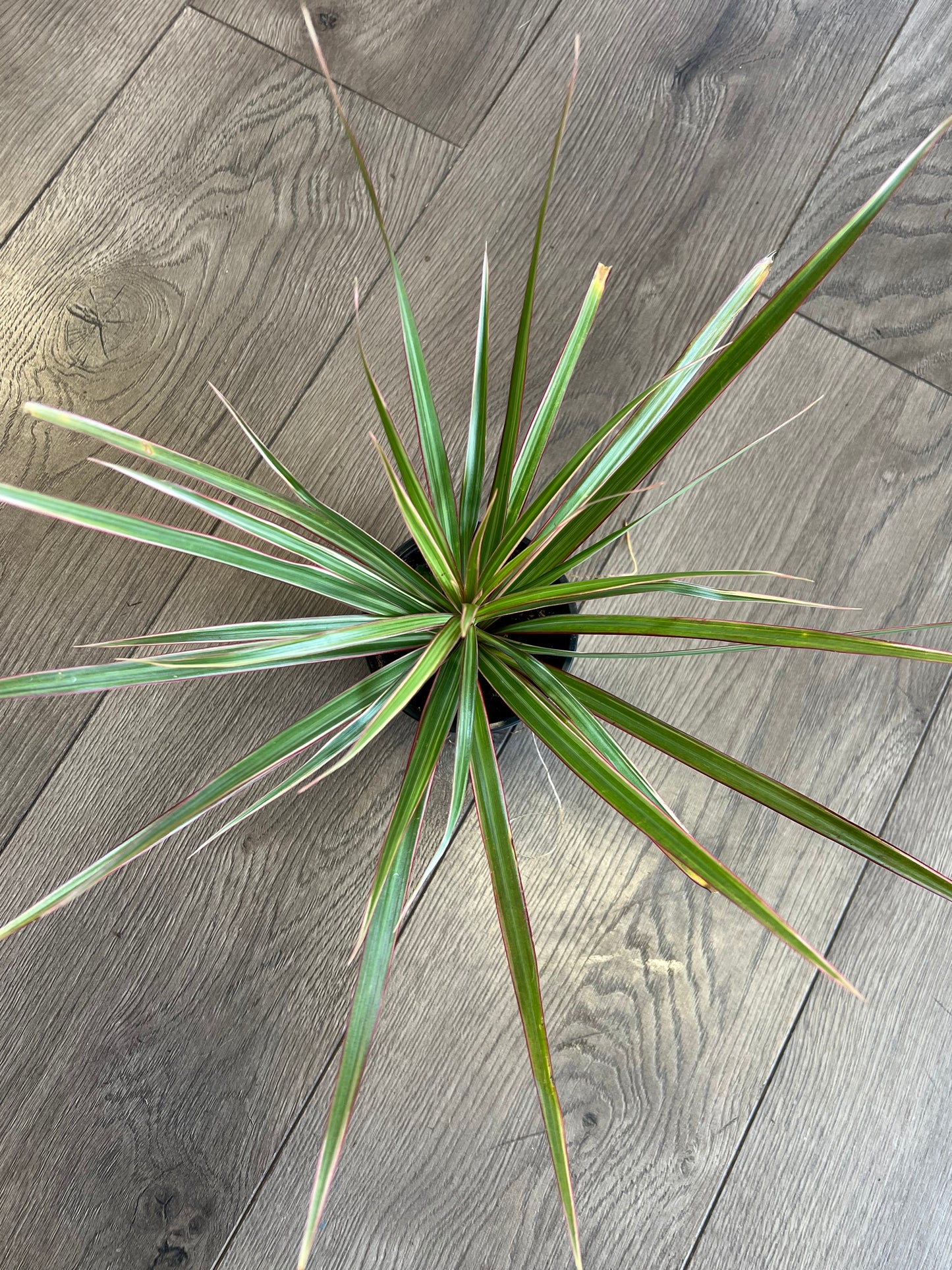 Dracaena marganita 'Bi-Color'