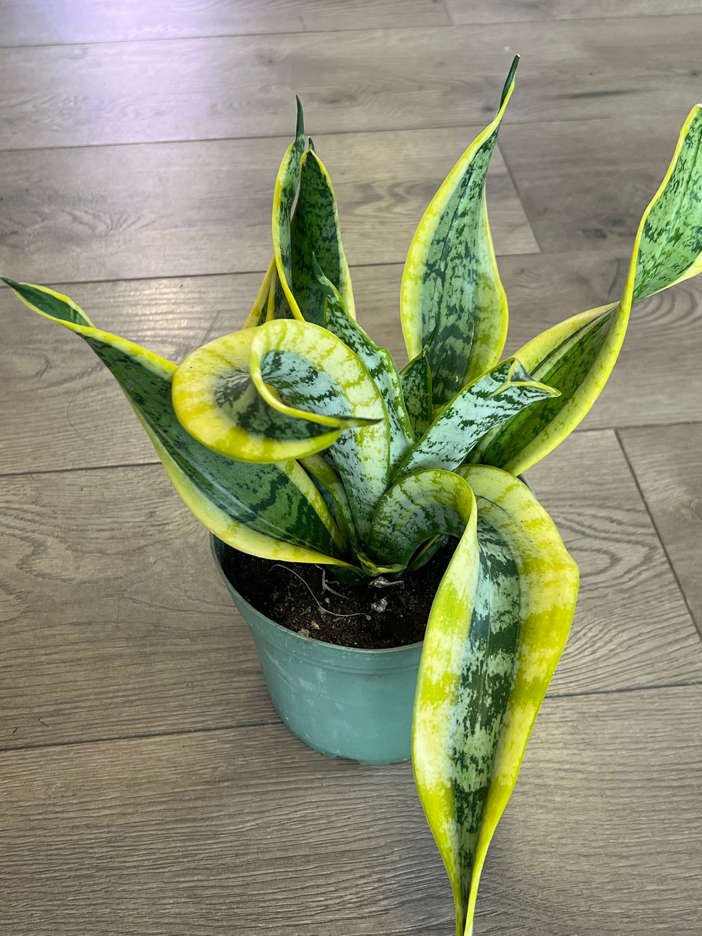 Sansevieria 'Twisted Sister'