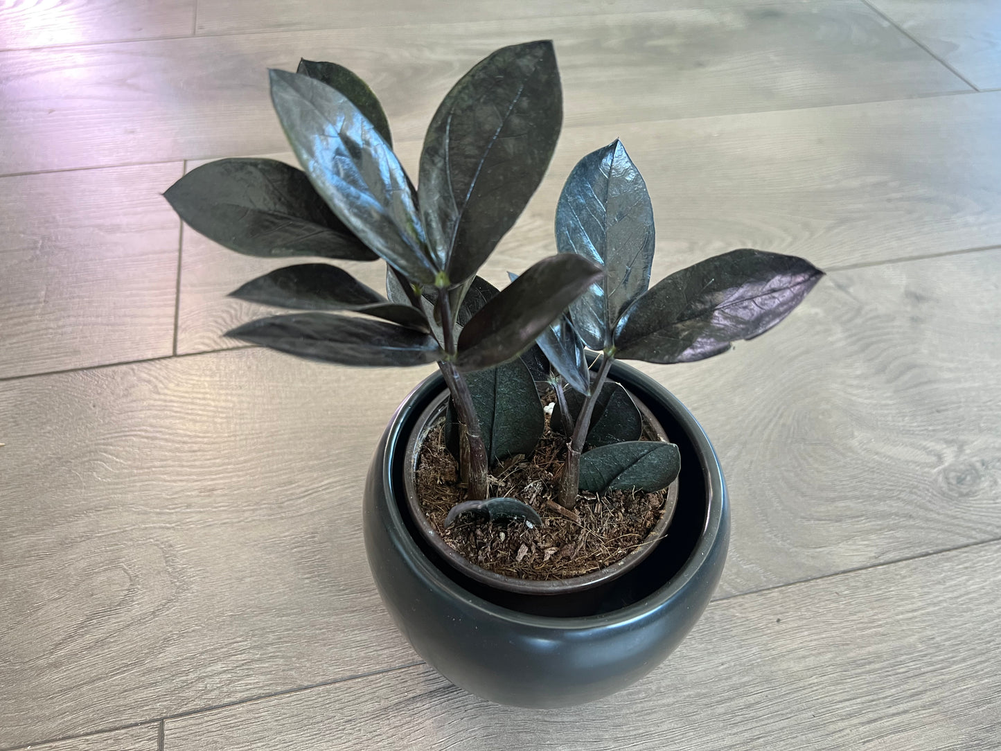 Zamioculcas zamiifolia Raven ‘ZZ'