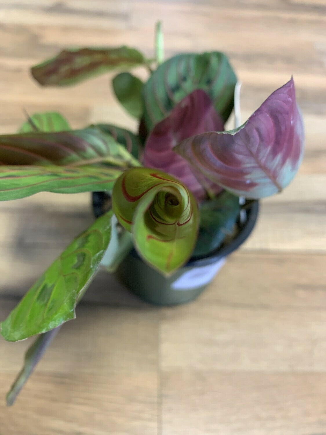 Maranta 'Prayer Plant Red'