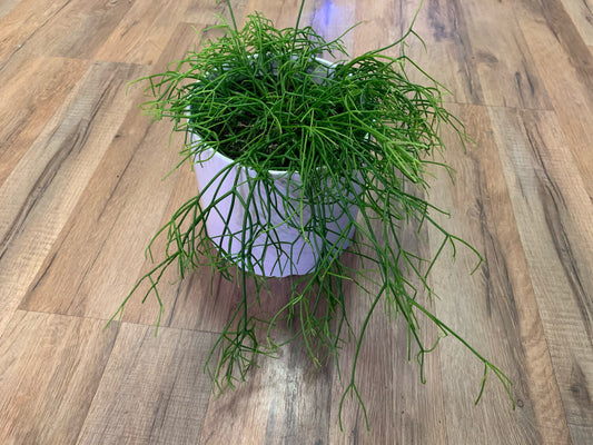 Rhipsalis baccifera 'Mistletoe Cactus'