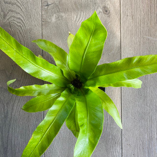 Asplenium antique 'Hurricane Birds nest fern'