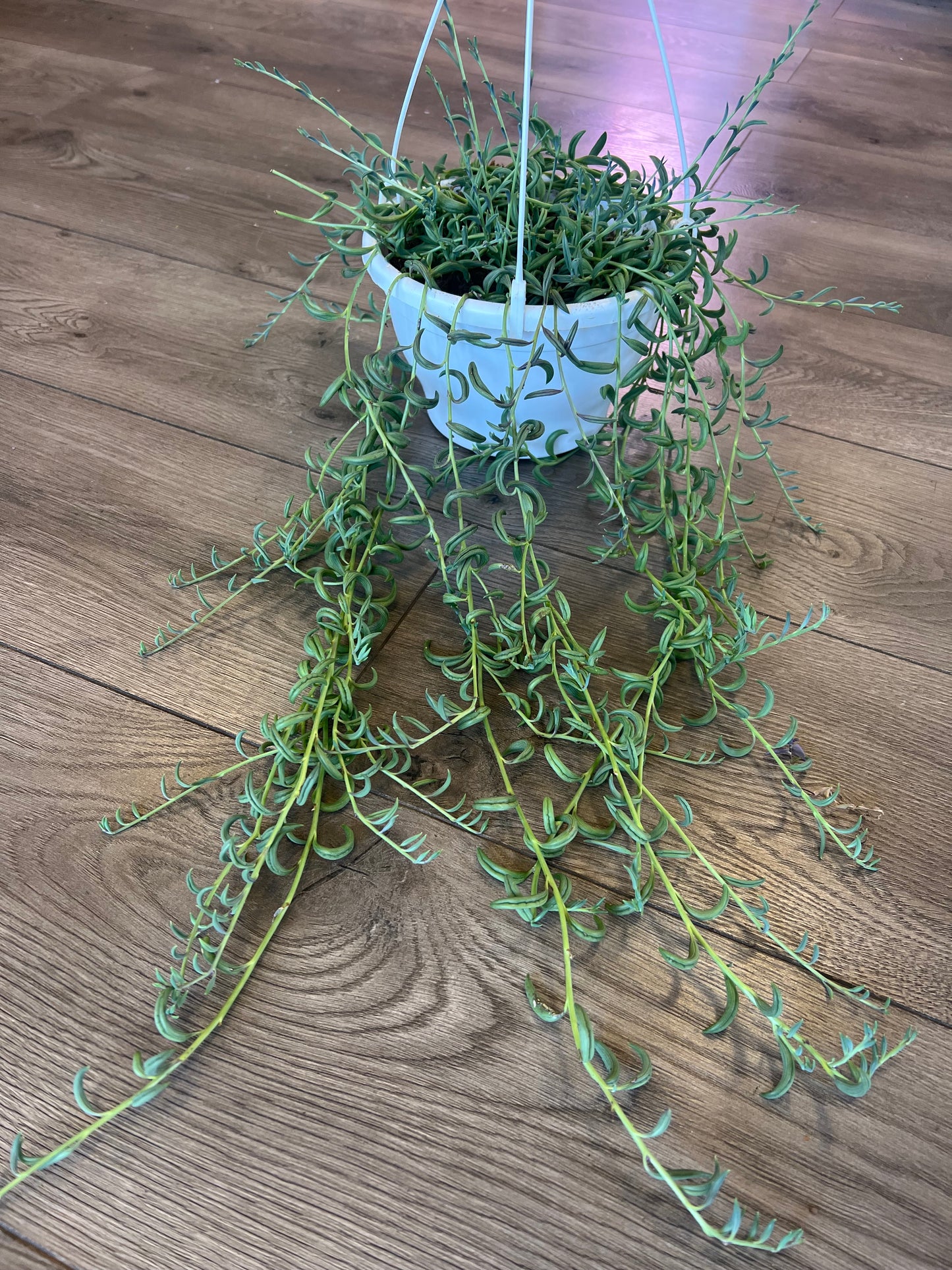 Senecio radicans 'String of Bananas'