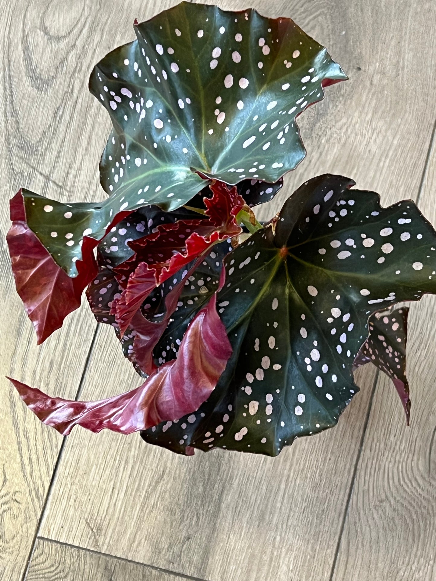 Angel Wing Bagonia ‘Maculata Crackling Rose’