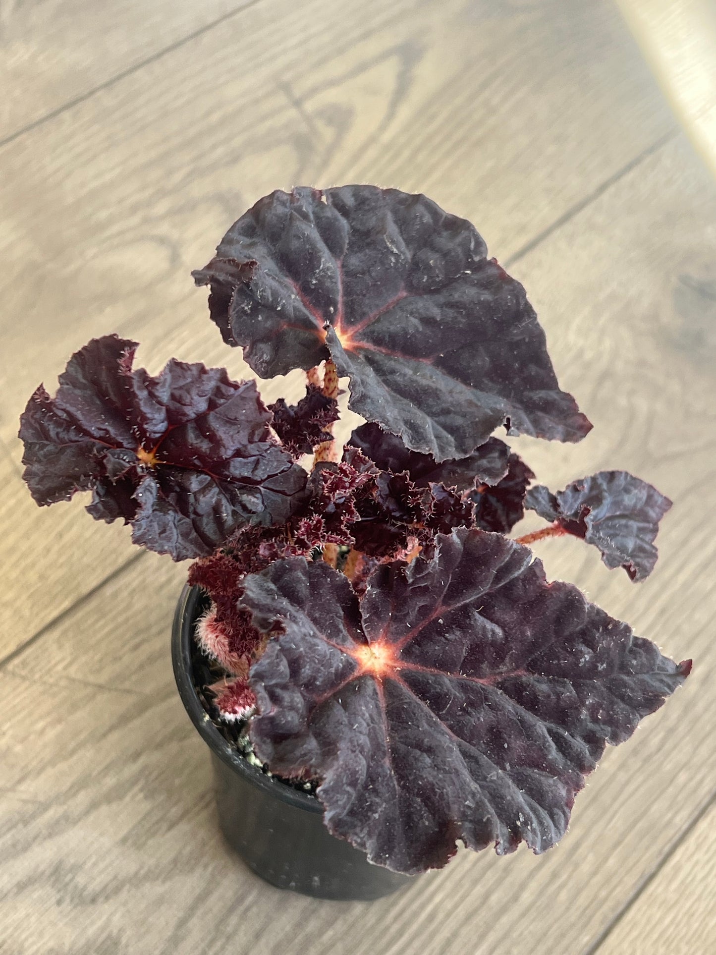 Begonia rex 'Madame O'Reilly'