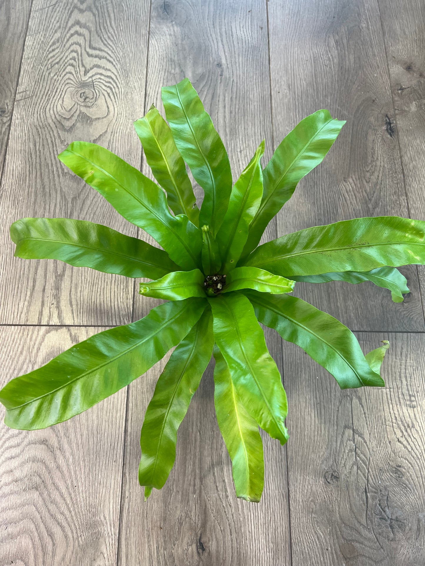 Asplenium nidus 'Birds Nest Fern'