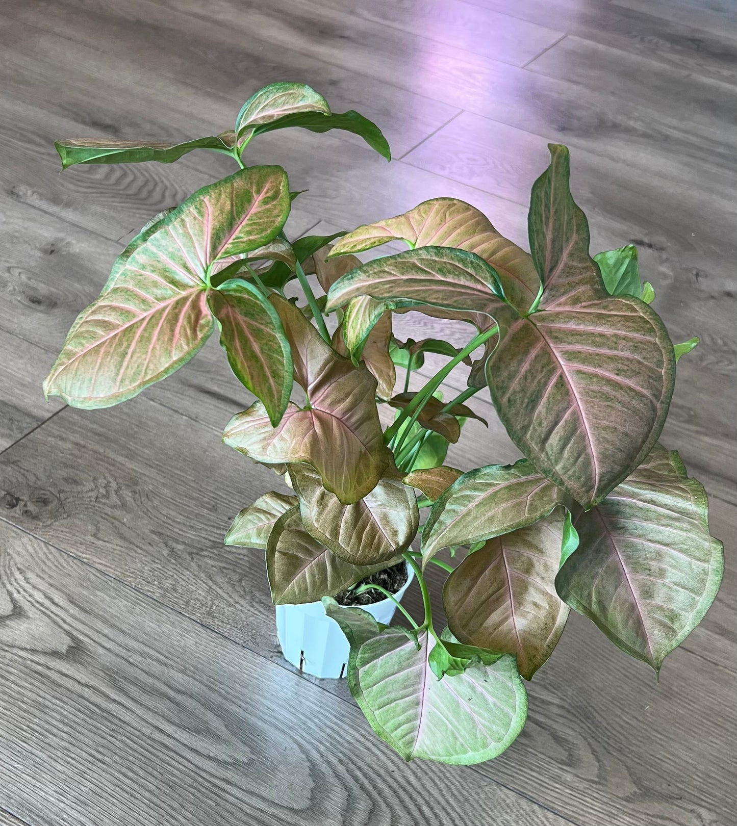 Syngonium 'Neon Robusta'