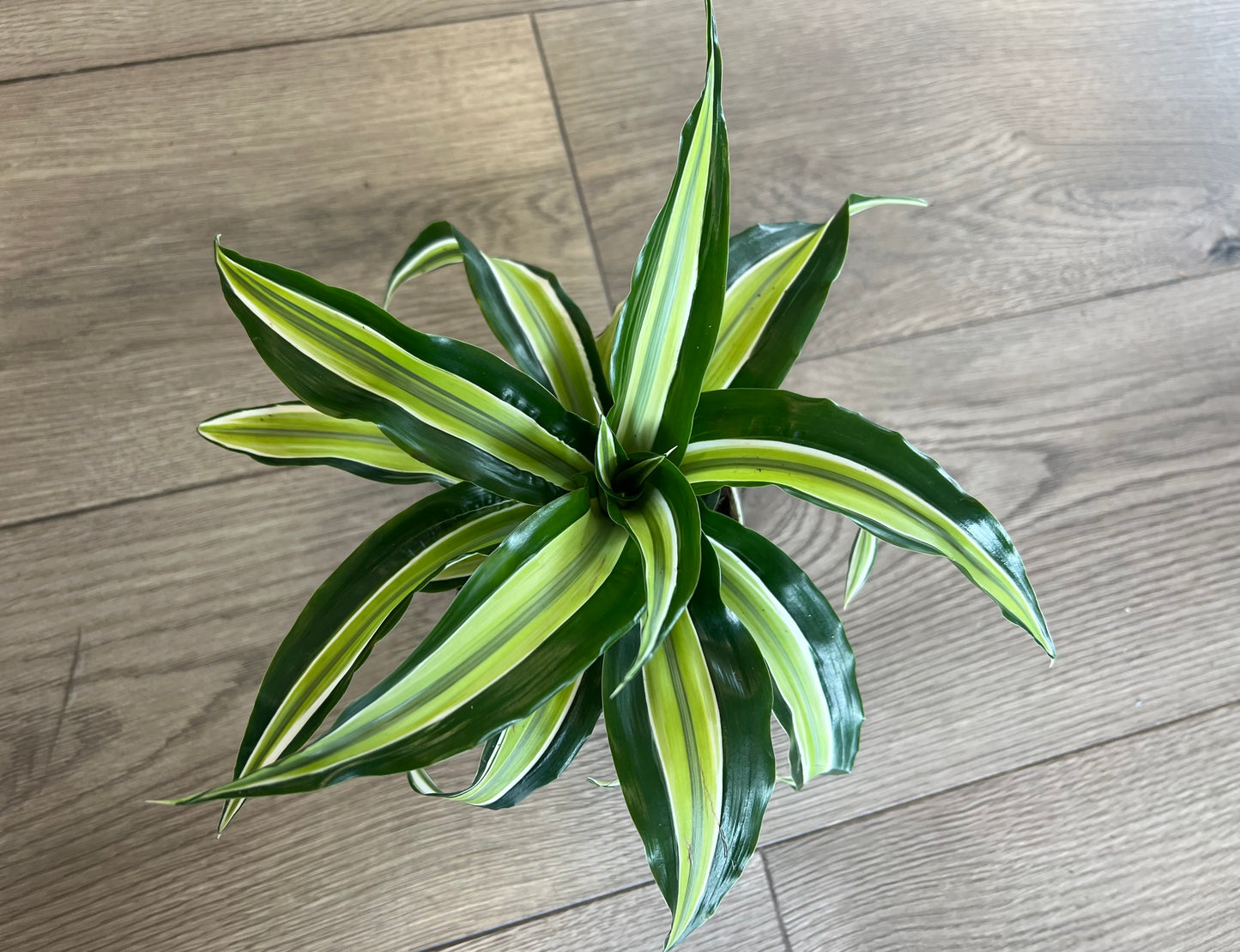 Dracaena ‘Malaika’