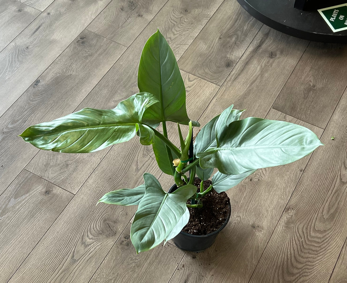 Philodendron hastatum 'Silver Sword'