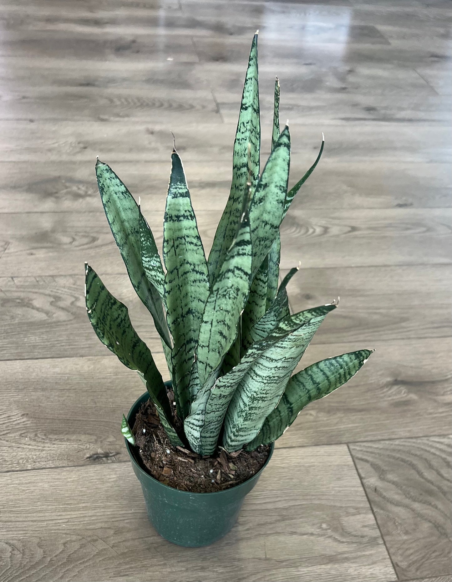 Sansevieria 'Zeylanica'