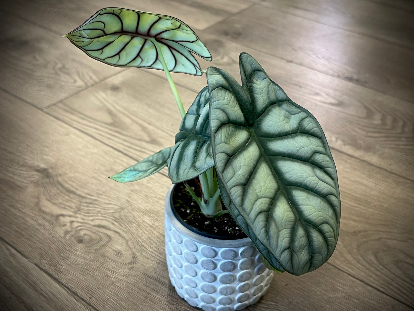 Alocasia 'Silver dragon scale'