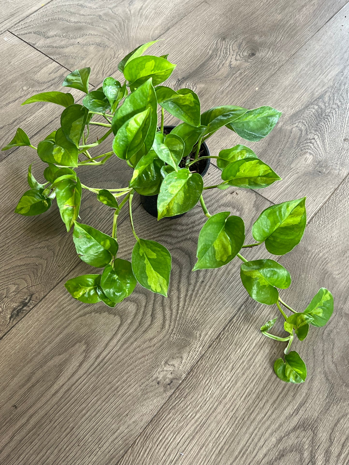 Epipremnun aur 'Global Green'