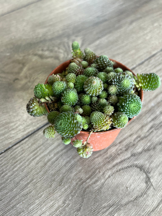 Monathes polyphylla