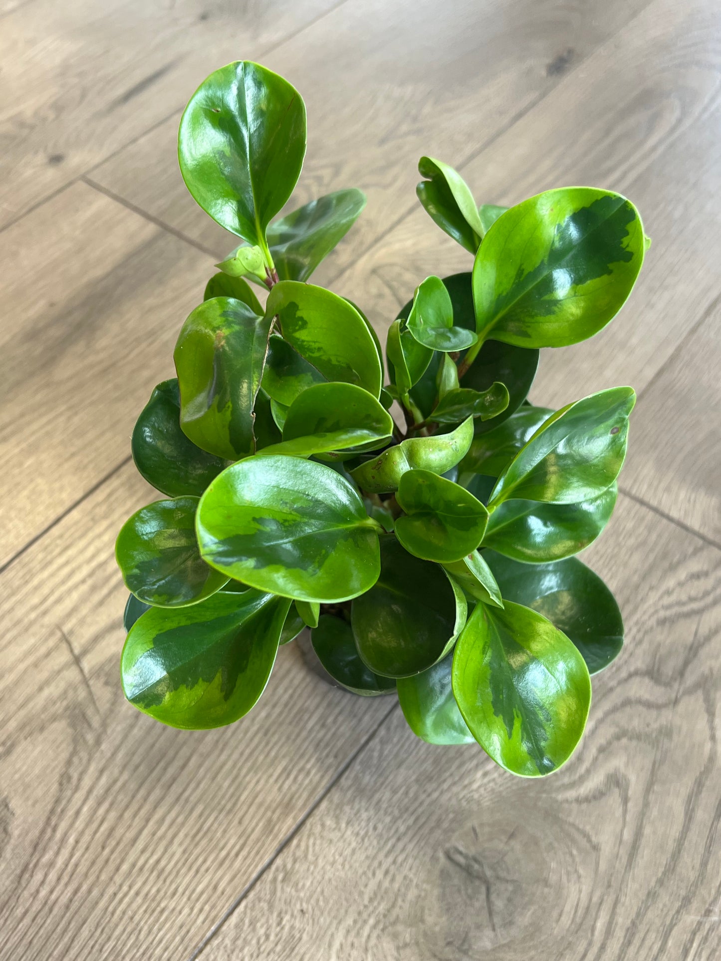 Peperomia obtusifolia variegated