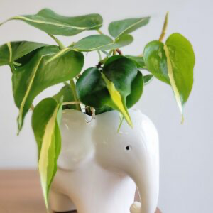 Ceramic Animal Planter