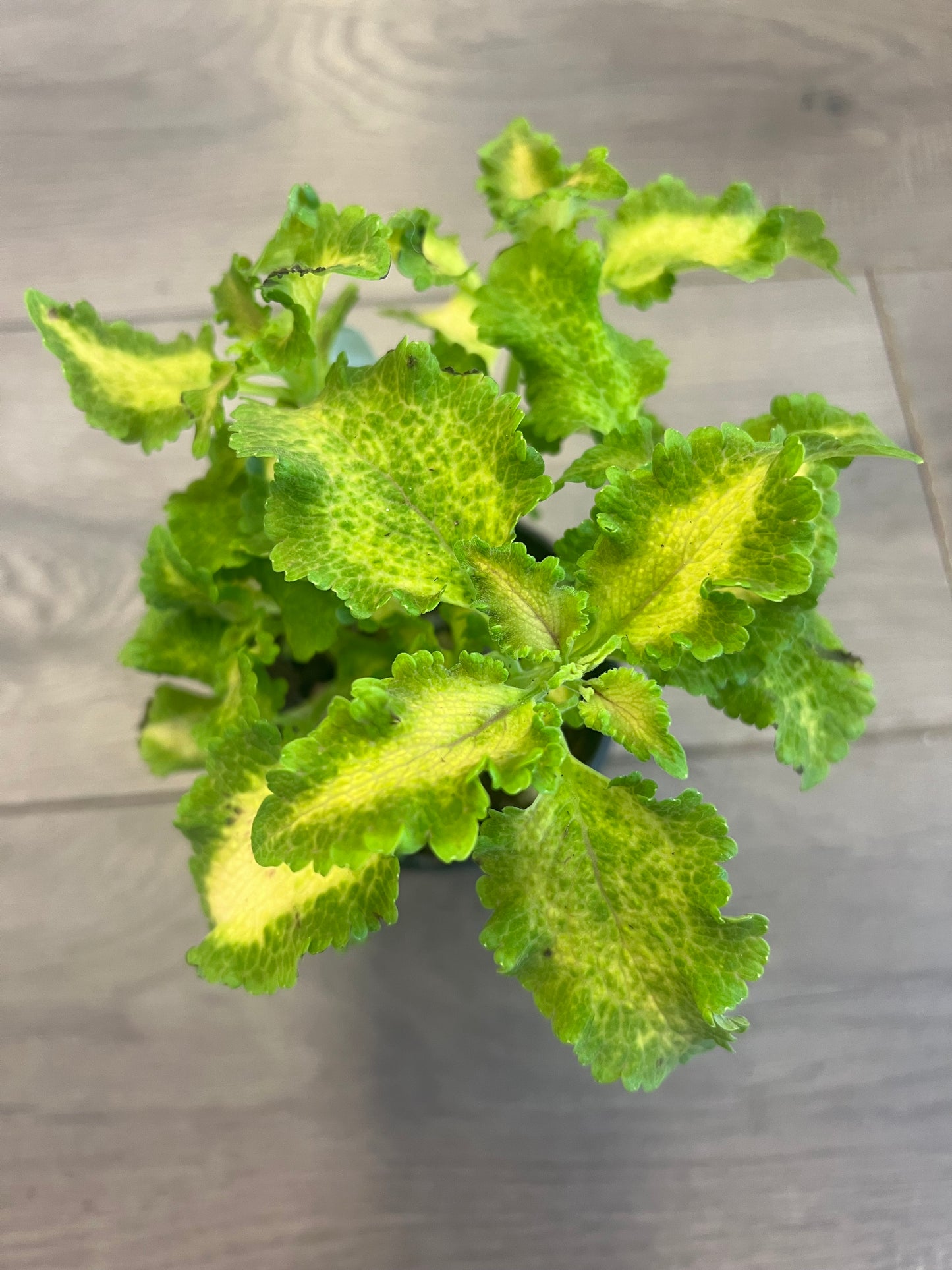 Coleus 'Lime Sprite'