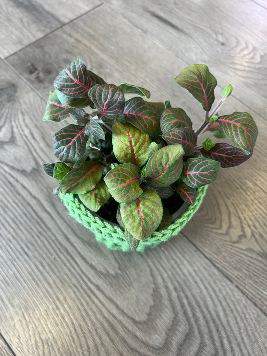 Fittonia 'Nerve Plant' Pink
