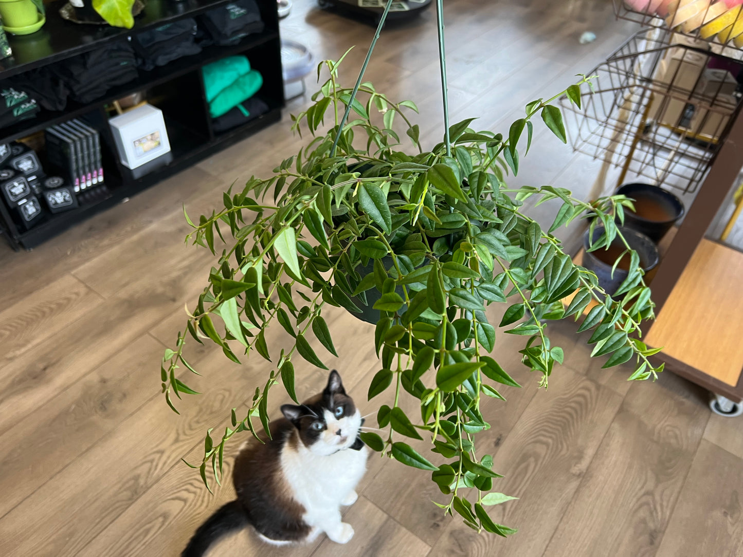 Hoya lanceolata 'Bella'