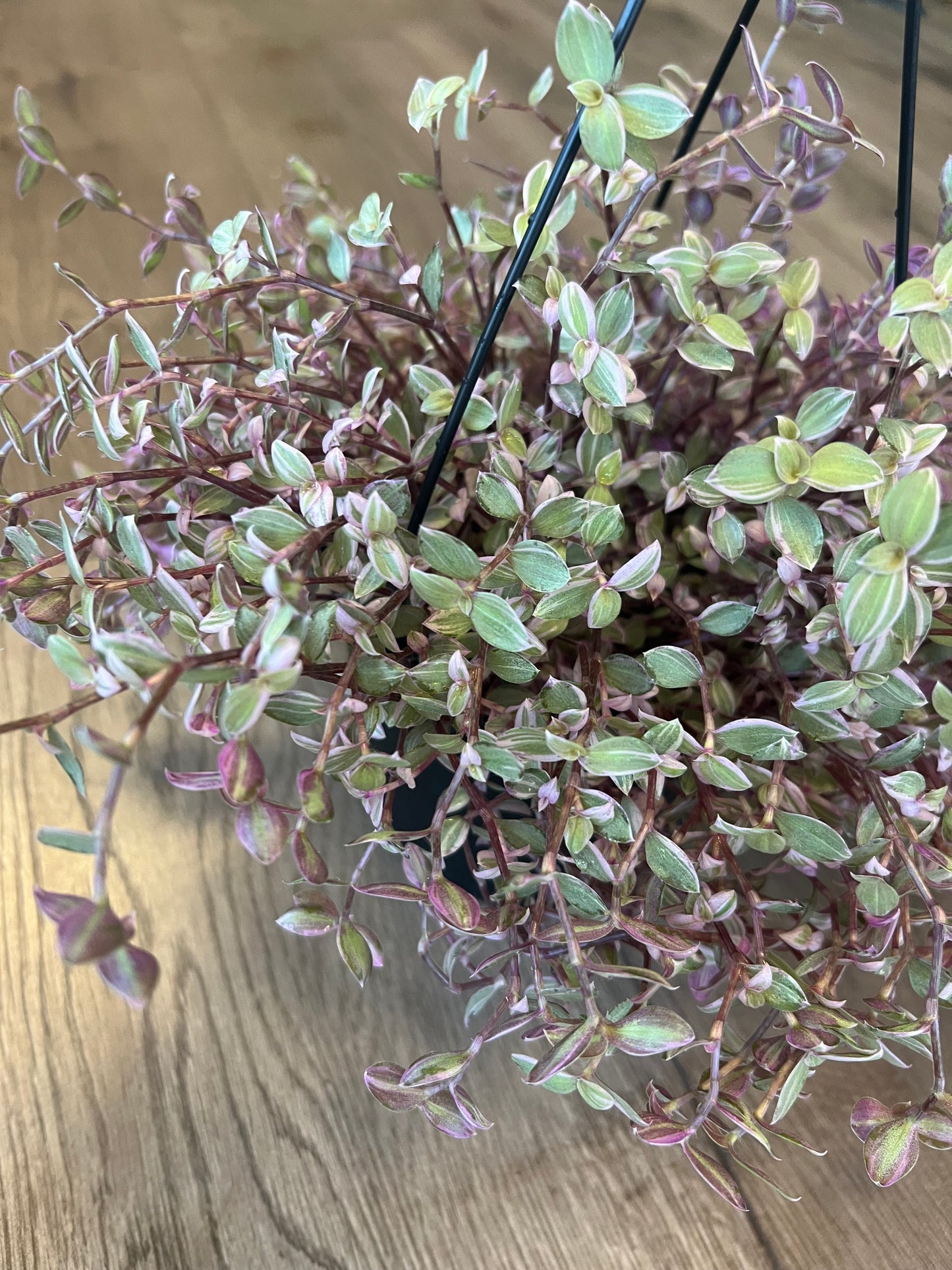 callisia repens 'Pink Panther'