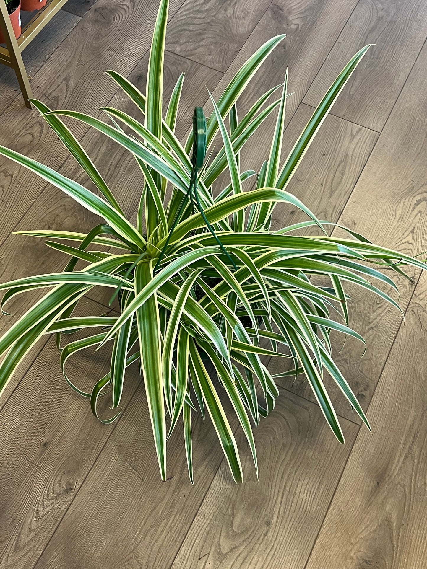 Chlorophytum comosum 'Variegated Spider Plant'