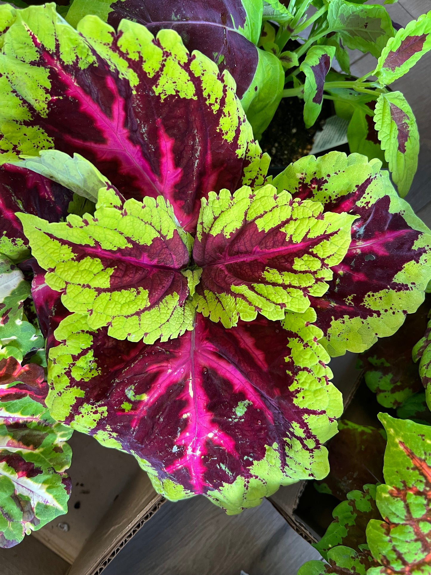 Coleus 'King Rose'