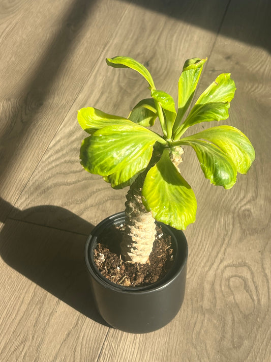 Euphorbia poissonii 'Variegata'