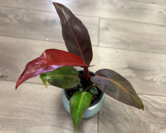 Philodendron 'Red Sun