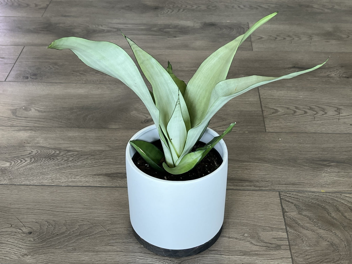 Sansevieria ‘Moonshine’