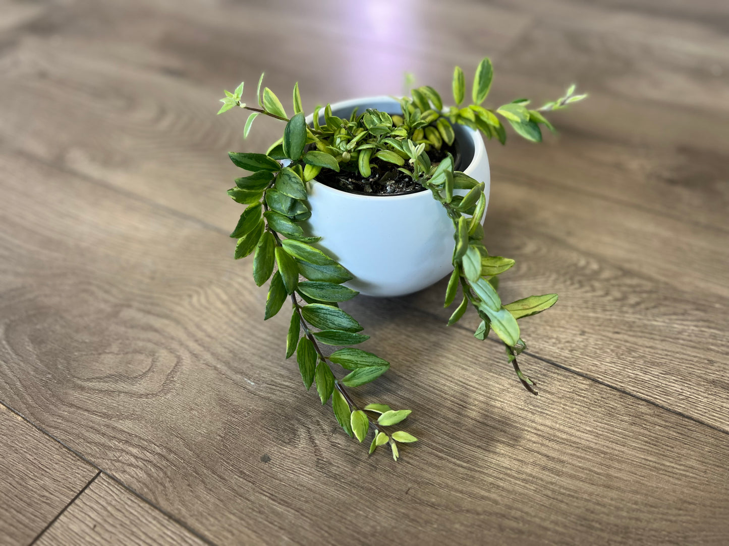 Aeschynanthus 'Bolero Bicolor lipstick'