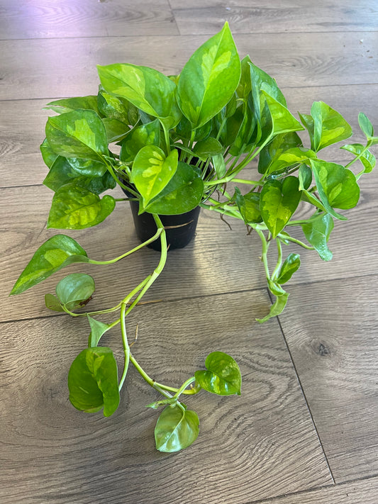 Epipremnun aur 'Global Green'