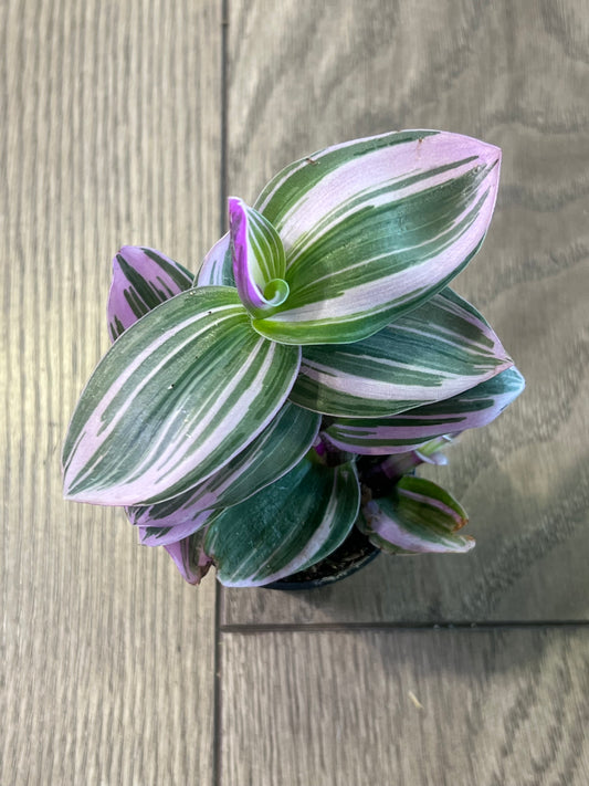 Tradescantia Albiflora ‘Nanouk’
