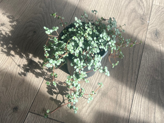 Pilea 'Silver Sparkle'